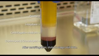 Isolate PBMCs with Lymphopure™ [upl. by Enomas541]