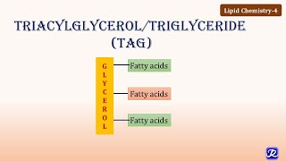 4 Triacylglycerol Triglycerides  Lipid Chemistry4  Biochemistry  NJOY Biochemistry [upl. by Bergeman]