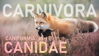 CARNIVORA I  Caniformia part1  Canidae 🐶 [upl. by Ekrub]