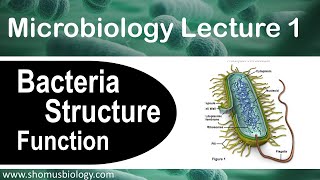 Microbiology lecture 1  Bacteria structure and function [upl. by Suivatna522]