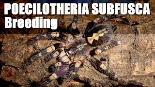 Poecilotheria subfusca success [upl. by Eceinahs633]