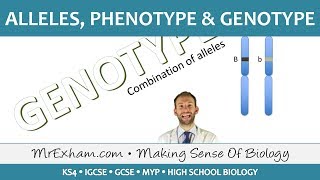 Alleles phenotype and genotype  GCSE Biology 91 [upl. by Han]