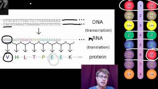 Genotypes and Phenotypes [upl. by Gnidleif]