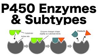 P450 Enzyme System Inducers Inhibitors amp Subtypes [upl. by Toback]