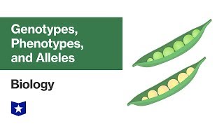 Genotypes Phenotypes and Alleles  Biology [upl. by Eednarb916]