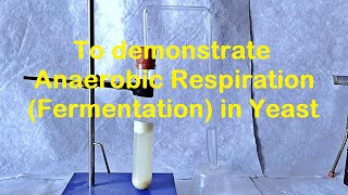 Fermentation in Yeast Experiment [upl. by Ahsiemac]