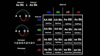 Genetics  Dihybrid Cross Example 2 [upl. by Nomad]