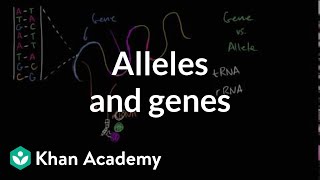 Alleles and genes [upl. by Ehc]