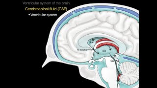 The ventricular system [upl. by Aihsatal558]