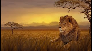 Lion King Takes Over a New Pride  National Geographic Wild Documentary HD [upl. by Ydasahc]