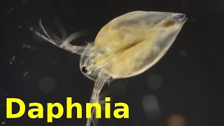 Daphnia [upl. by Edwina]