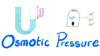 Osmotic Pressure  Osmosis  Colligative property  Physiology Series [upl. by Sanyu]