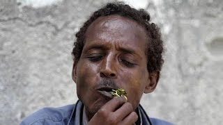 Herbal stimulant khat derailing Djiboutis economy [upl. by Hebel]