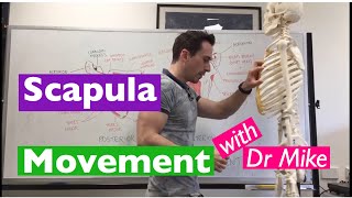 Scapula Movement  Functional Anatomy [upl. by Eiraminot]