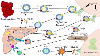 Cholesterol Good and Bad [upl. by Dixil]