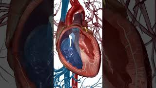 Heart Anatomy Overview [upl. by Anid]