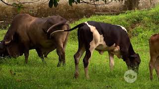 Modelo de pequeña ganadería en el chocó  La Finca de Hoy [upl. by Maridel247]