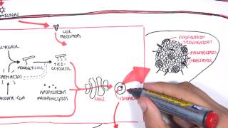 Physiology of Lipoproteins Cholesterol [upl. by Fleischer]