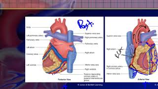 Cardiovascular Emergencies  Lecture 1 [upl. by Cadell]