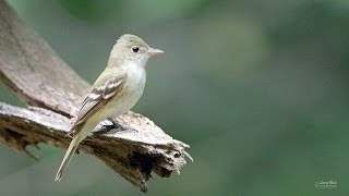 Acadian Flycatcher [upl. by Nnaynaffit327]