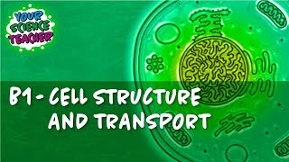 B1  WHOLE TOPIC GCSE CELL STRUCTURE AND TRANSPORT [upl. by Osnofla]