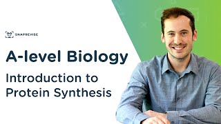 Introduction to Protein Synthesis  Alevel Biology  OCR AQA Edexcel [upl. by Nitas]