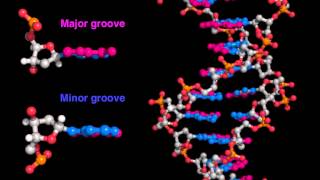 DNA major and minor grooves [upl. by Quartet]