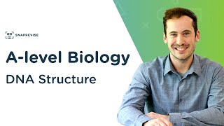 DNA Structure  Alevel Biology  OCR AQA Edexcel [upl. by Anoyk]