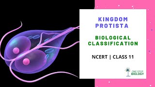 Biological Classification  Kingdom Protista  NCERT  Class 11  Chapter 2  Biology [upl. by Yeldahc]