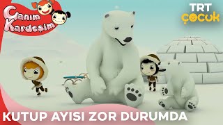 Canım Kardeşim  Kutup Ayısı Zor Durumda [upl. by Riggs]