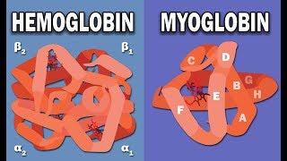 HEMOGLOBIN AND MYOGLOBIN BIOCHEMISTRY [upl. by Urion669]