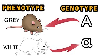 Genotype and Phenotype Genetics Animated [upl. by Nhaj548]