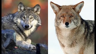 Wolves VS Coyotes A Comparison [upl. by Kahcztiy]