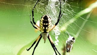 Garden Spider YIKES Egg Sac Male vs Female Bounce More Argiope aurantia [upl. by Ynaffit530]