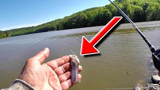 Easy Way To Catch Eating Sized Catfish From The Bank [upl. by Schaeffer]