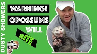 Warning Opossums WILL Bite Im a professional  3 Weird Facts [upl. by Rudie828]