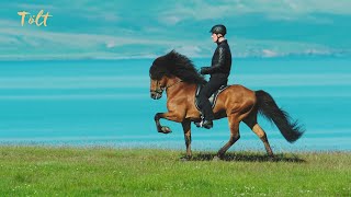 5 gaits of the Icelandic horse [upl. by Wiggins]