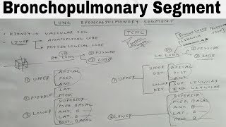 Bronchopulmonary Segment of Lung  TCML [upl. by Eindys]