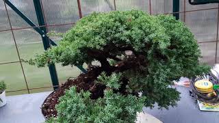 Creating a juniper cascade prebonsai from nurcery stock [upl. by Nevaed]