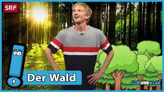 Was macht der Wald  SRF Kids – Clip und klar  Für Kinder erklärt [upl. by Mich]