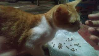 How to apply Detick Fleatick Terminator to the cat medicine Anti fleatick ネコ [upl. by Erdnad]