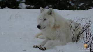 Les loups arctiques dans la neige [upl. by Lali]