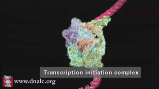 DNA Transcription Advanced [upl. by Enirahtac]