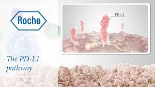 Cancer immunotherapy  The PDL1 pathway [upl. by Eniron]