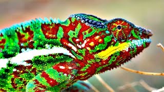 How Do Chameleons Change Color [upl. by Blackstock]