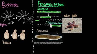 Budding spores fragmentation amp regeneration  How do organisms reproduce  Biology  Khan Academy [upl. by Howell771]