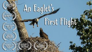 An Eaglets First Flight [upl. by Laryssa]