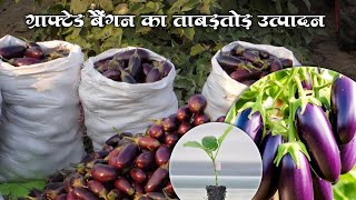 Grafted Brinjal Grafted Bangan ki kheti khansir [upl. by Mya]