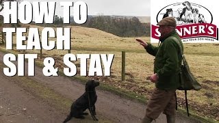 Gundog training tips  Sit and stay [upl. by Aidahs]