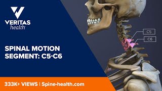 Spinal Motion Segment C5C6 [upl. by Armallas]